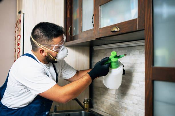 Best Emergency Pest Control  in Desert Hills, AZ