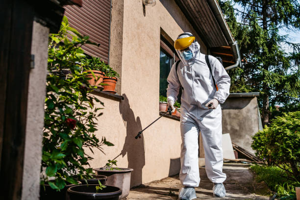 Best Insect Control  in Desert Hills, AZ
