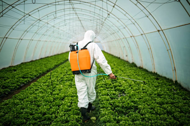 Best Pest Prevention Services  in Desert Hills, AZ
