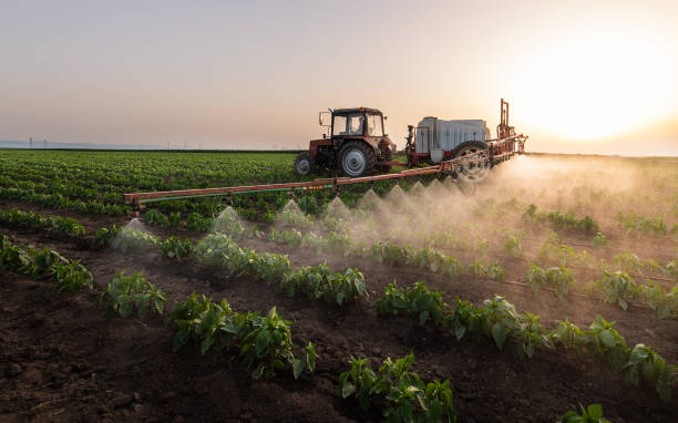 Best Pest Removal Services  in Desert Hills, AZ