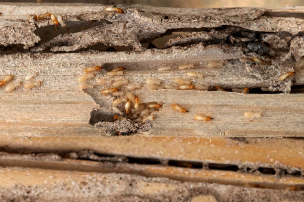 Professional Pest Control in Desert Hills, AZ