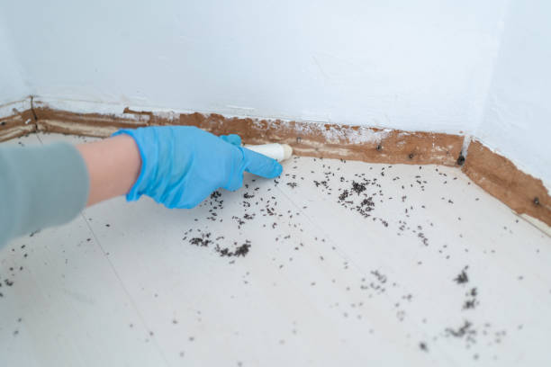 Best Affordable Pest Control Services  in Desert Hills, AZ