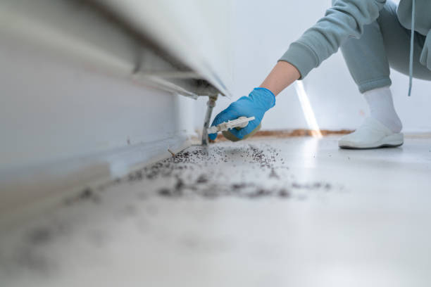 Best Cockroach Control Services  in Desert Hills, AZ