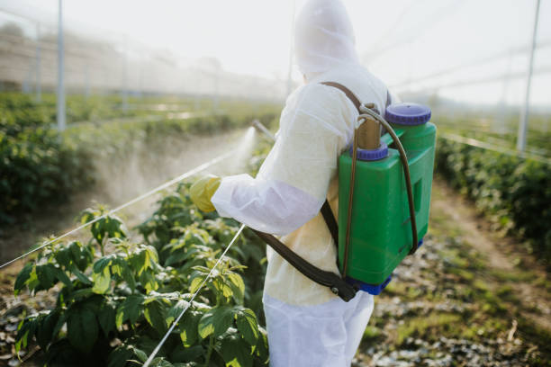 Best Pest Removal Services  in Desert Hills, AZ